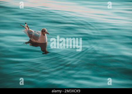 Eine Nahaufnahme einer im Meer schwimmenden Bonaparte-Möwe (Chroicocephalus philadelphia) Stockfoto