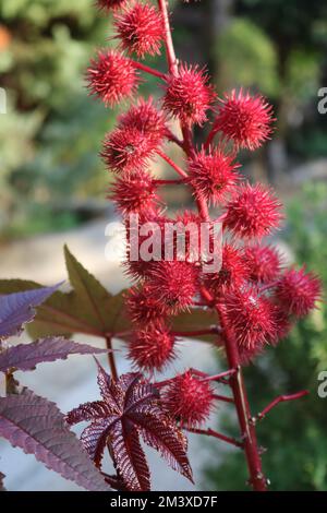 Rote Blüten der Rizinusölpflanze, Ricinus communis, eine Art der mehrjährigen Blütenpflanze in der Familie der Spurren, Euphorbiaceae. Stockfoto