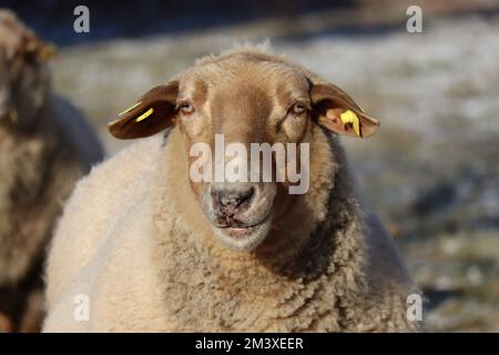 Coburg-Fuchsschafe in der winterlichen Morgensonne Stockfoto