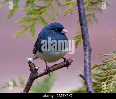 Nahaufnahme des Junco-Profils von vorne auf einem Ast mit pinkfarbenem Hintergrund in seiner Umgebung und Umgebung und in grauer Farbe. Stockfoto