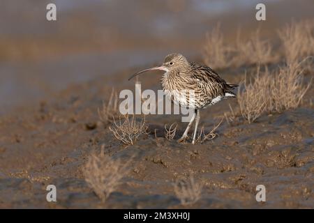 Curlew-Numenius-arquata. Stockfoto