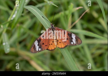 Akraea communis (Acraea encedon) Stockfoto