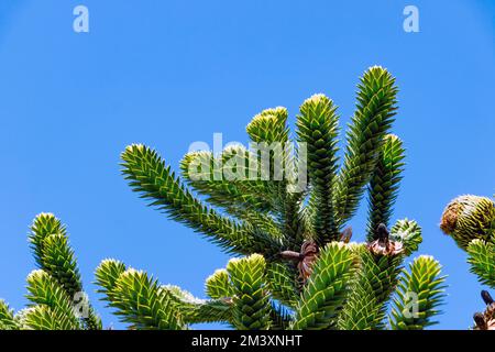 Affen-Puzzle-Baum (Araucaria araucana), heimisch in Chile vor hellblauem Himmel Stockfoto