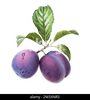 Aquarelle Pflaumenfrüchte. Realistischer Zweig mit purpurfarbenen ganzen Früchten und grünen Blättern. Handgezeichnete Botanik für das Design von Lebensmitteletiketten Stockfoto
