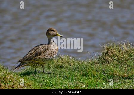 Gelbschnabelpintail (Anas georgica), wunderschöne Ente, die auf dem Gras am Seeufer spaziert. Stockfoto