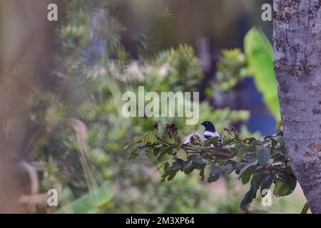 Elster Tanager (Cissopis leverianus), ein wunderschönes Exemplar dieses sehr großen Tanagers, hoch oben auf den Zweigen im Hochwald oder in den Bergen. Stockfoto