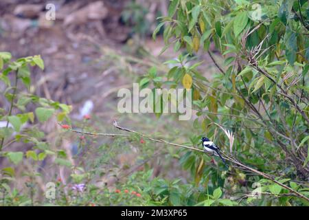 Elster Tanager (Cissopis leverianus), ein wunderschönes Exemplar dieses sehr großen Tanagers, hoch oben auf den Zweigen im Hochwald oder in den Bergen. Stockfoto