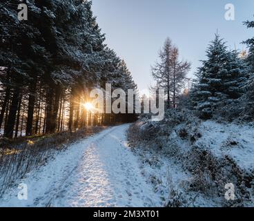 Der Sonnenuntergang durch die Bäume auf einer winterlichen Hellfire Loop. Stockfoto