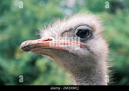 Seitliches Porträt eines Straußes vor dem Hintergrund von Grün in der Wildnis, aus nächster Nähe. Stockfoto