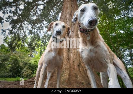 Zwei Rettungskräfte, die direkt auf die Kamera aus der Nähe in einem Wald schauen Stockfoto