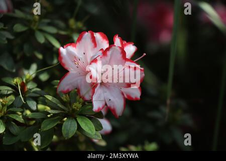 Kitschige Farbe Weiße und rote Azaleen-Hybride Stockfoto