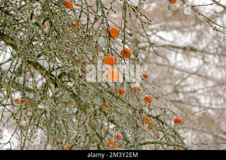Ein Apfelbaum, der Ende Dezember in Lettland fotografiert wurde. Die roten Äpfel waren nicht vom Baum gefallen. Äste und Äpfel sind gefroren Stockfoto
