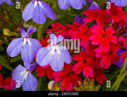 Nahaufnahme von Lobelia und Verbena, die in einem Topf wachsen. Stockfoto