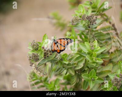 Schmetterling auf Blättern Stockfoto