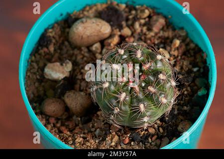 Nahaufnahme eines Gymnocalycium mesopotamicus, der in einem Topf wächst - ein kleiner Kaktus, der oft im Lebensraum einsam ist. Stockfoto