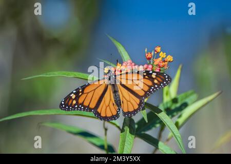 Der männliche Monarch Butterfly frisst tropische Milchkraut im Louisiana Garden Stockfoto