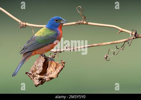 Männlich gemalt Bunting hoch oben auf Vine Stockfoto