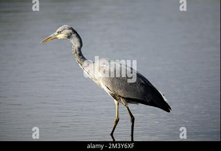 Angeln von Graureiher in Rye Mead, Großbritannien Stockfoto