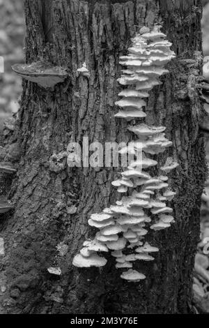 Baumpilze wurden auf einem Naturschutzgrundstück in der Nähe meines Hauses im Zentrum von Door County Wisconsin gefunden. Stockfoto