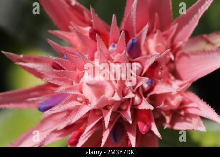 Aechmea fasciata Stockfoto