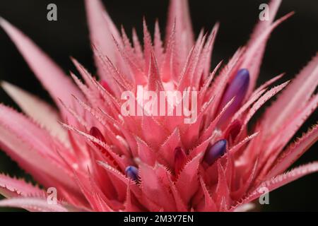 Aechmea fasciata Stockfoto