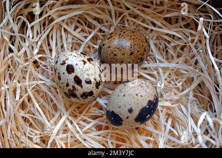 Drei japanische Wachtelvogeleier im Nest Stockfoto