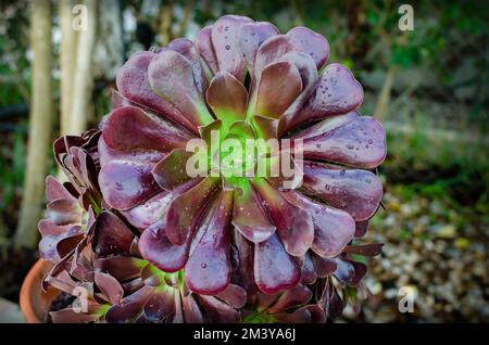 Saftige Pflanze Äonium Arboreum Zwartkopf auch bekannt als Schwarze Rose nach einem Regentag Stockfoto