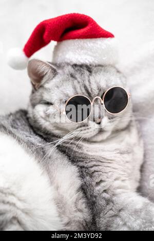 schottische, gerade Katze mit rotem weihnachtsmannmütze und dunkler Brille auf weißem Hintergrund. Haustiere, Weihnachtsgeschichten mit Haustieren. Stockfoto