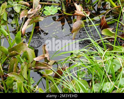 Nahaufnahme des amerikanischen Alligators, Alligator mississippiensis, versteckt unter Vegetation mit nur einem Teil des Kopfes sichtbar, North Florida, USA. Stockfoto