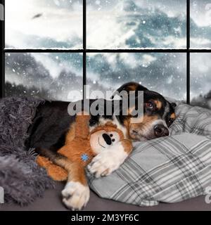 Der Hund schläft mit einem Teddybär im Bett. Schnee im Hintergrund Stockfoto