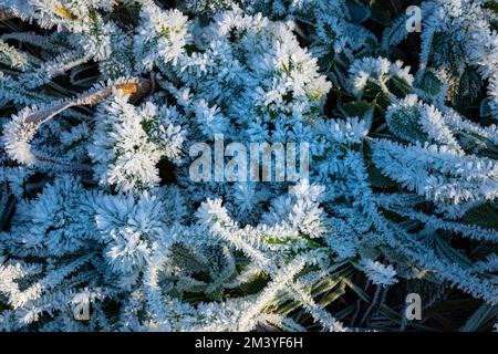 Gras, Schilf und Blätter sind mit Reif in Form von Eisnadeln bedeckt Stockfoto