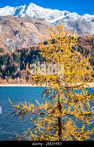 Herbstlandschaft mit gelben Nadeln einer Lärche am Ufer des Lake Sils mit schneebedeckten Bergen im Hintergrund Stockfoto