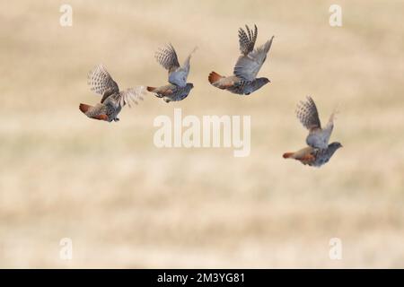 Ungarisches Rebhuhn im Flug über die Prärie von North Dakota Stockfoto