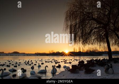 Schwäne, Gänse und Enten bei Sonnenaufgang. Stockfoto