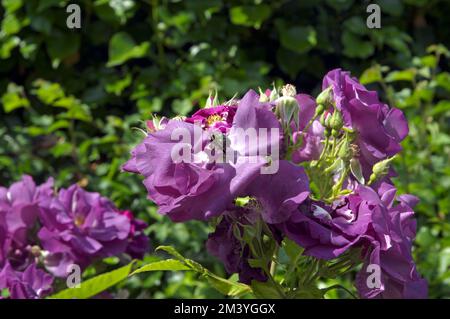 Grüner, schillernder Rosenkäfer auf einer violetten Rose, englischer Garten, Juni 2022. Cetonia Aurata. Stockfoto