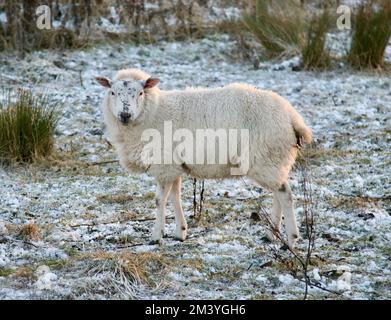 Ein hübsch aussehendes Schaf auf Pendle Hill, Lancashire, Großbritannien, Europa Stockfoto