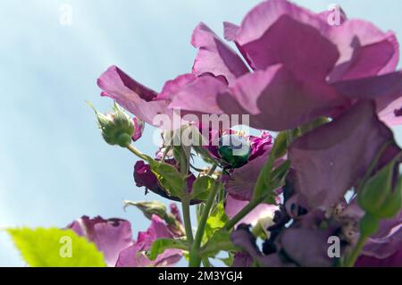 Grüner, schillernder Rosenkäfer auf einer violetten Rose, englischer Garten, Juni 2022. Cetonia Aurata. Stockfoto