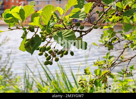 Zweig mit den Blättern und Früchten von Alnus glutinosa, Erle, Cardiff 2022 Stockfoto