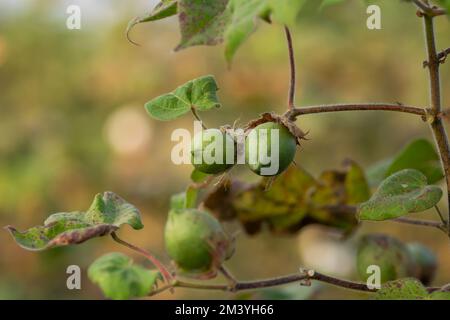 Wattebaumknospen, die auf dem Baumwoll-Ackerland unreif wachsen. Selektiver Fokus verwendet. Stockfoto