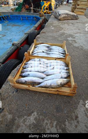 Istanbul, Türkei. 15. September 2012 : die Fischer, die mit dem Sonnenaufgang an der Küste von der Jagd zurückkehren, bringen die Fische an Land, die sie gefangen haben Stockfoto