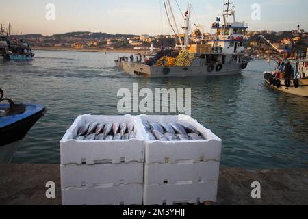 Istanbul, Türkei. 15. September 2012 : die Fischer, die mit dem Sonnenaufgang an der Küste von der Jagd zurückkehren, bringen die Fische an Land, die sie gefangen haben Stockfoto