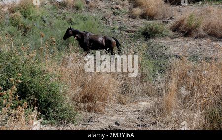 Einsames dunkles Lorbeer-Pferd, das auf dem Feld von trocken aussehendem Gras steht, Lesbos. September / Oktober 2022. Herbst. Stockfoto