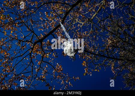 Eine weiße Plastiktüte steckt in einem Baum fest. Ein normalerweise schönes Foto, außer dem Müll im Baum. Ein wunderschöner blauer Himmel und ein Baum, der durch eine unerwünschte Tasche verdorben wurde! Stockfoto