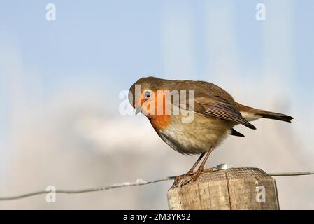 Europäisches Rotkehlchen (Erithacus rubecula) auf einem Zaunpfahl, Winter, Rheinland-Pfalz, Deutschland Stockfoto