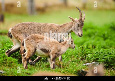 Alpenibex (Capra ibex) Mutter mit Nachwuchs im Wildpark Aurach bei Kitzbühl, Österreich, Europa Stockfoto
