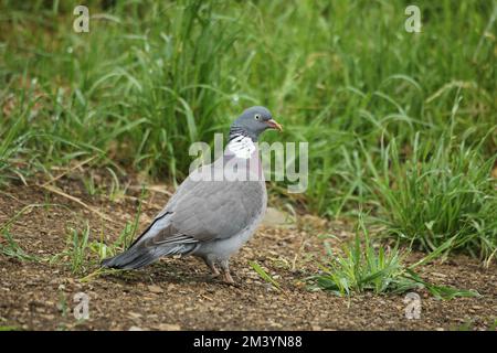 Feldforschungen mit einer gewöhnlichen Holztaube (Columba palumbus), Allgaeu, Bayern, Deutschland Stockfoto