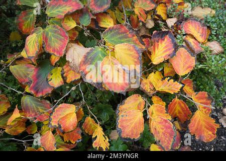 Hexenhasel (Hamamelis intermedia Diane), Herbstlaub, Hannover, Niedersachsen, Deutschland Stockfoto