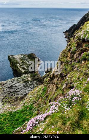 Die steilen Klippen von Sumburgh Head, Shetland Islands, Vereinigtes Königreich Stockfoto