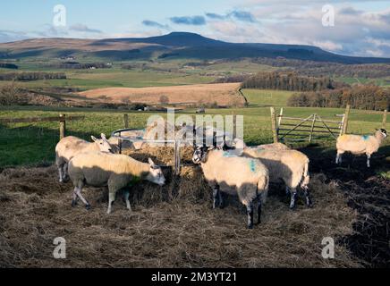 Kreuzungen von Schafen bei Lawsings in der Nähe von Clapham, North Yorkshire, mit Blick auf den Ingleborough-Gipfel am Horizont Stockfoto