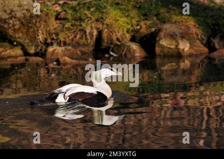 Seeeier (Somateria mollissima) Schwimmen im Teich, Wisentgehege Springe, Niedersachsen, Deutschland Stockfoto